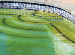 green algae in a pool